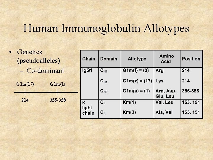 Human Immunoglobulin Allotypes • Genetics (pseudoalleles) – Co-dominant G 1 m(17) G 1 m(1)