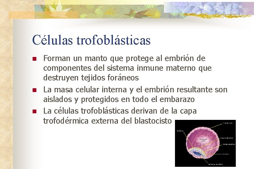 Células trofoblásticas n n n Forman un manto que protege al embrión de componentes