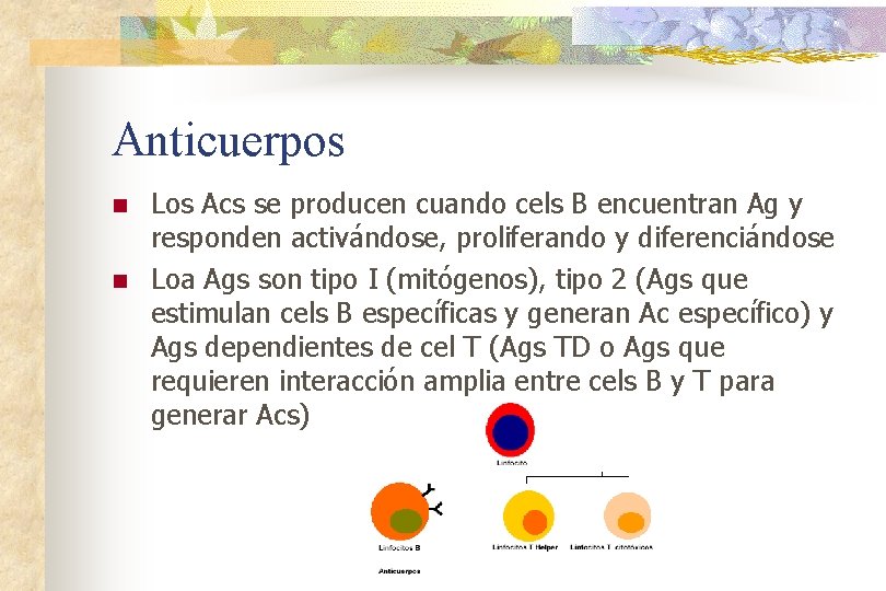 Anticuerpos n n Los Acs se producen cuando cels B encuentran Ag y responden