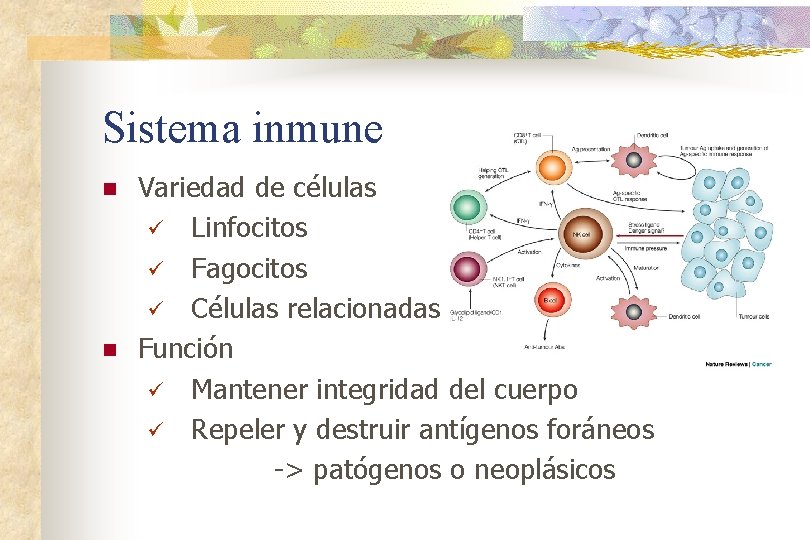 Sistema inmune Variedad de células ü Linfocitos ü Fagocitos ü Células relacionadas n Función