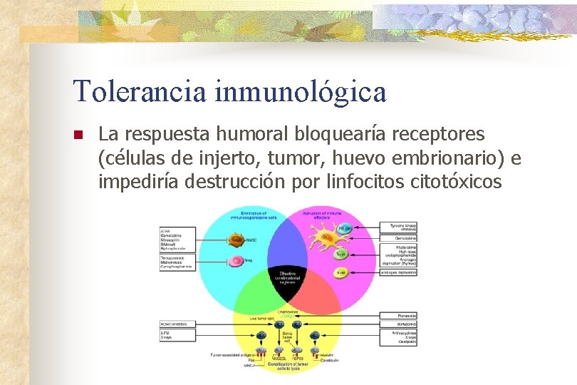 Tolerancia inmunológica n La respuesta humoral bloquearía receptores (células de injerto, tumor, huevo embrionario)