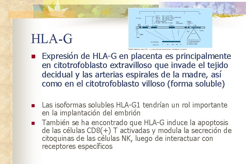 HLA-G n Expresión de HLA-G en placenta es principalmente en citotrofoblasto extravilloso que invade