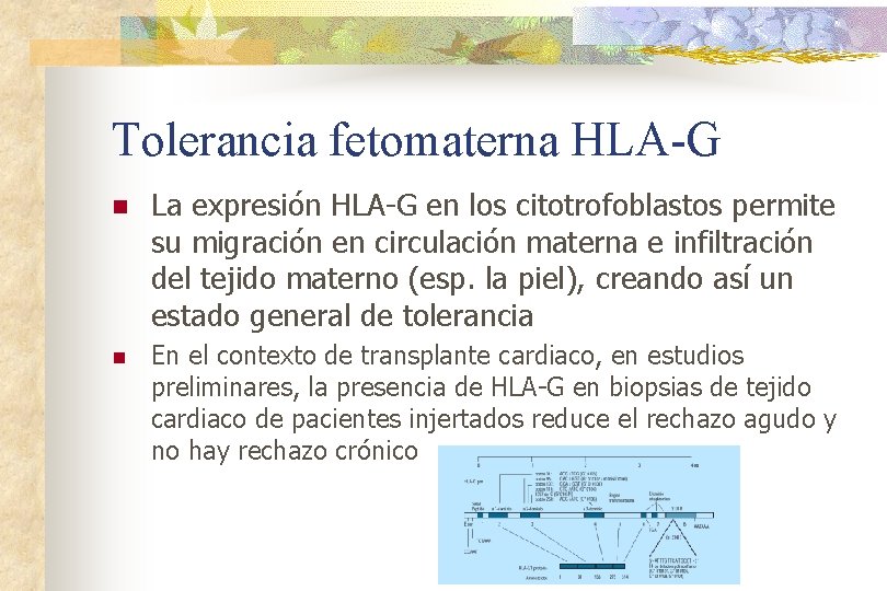 Tolerancia fetomaterna HLA-G n La expresión HLA-G en los citotrofoblastos permite su migración en