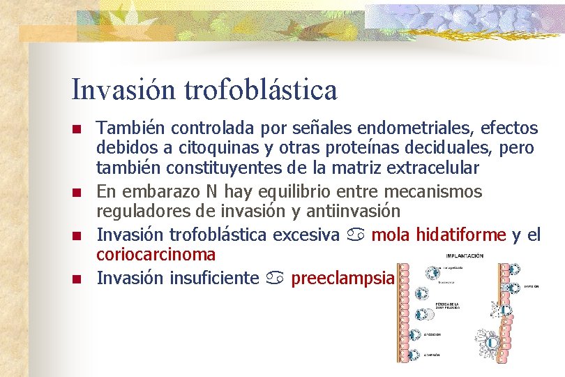 Invasión trofoblástica n n También controlada por señales endometriales, efectos debidos a citoquinas y