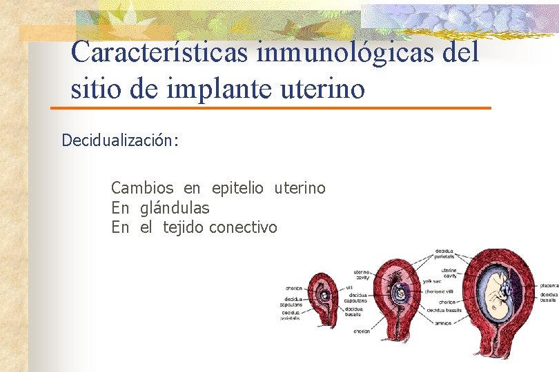 Características inmunológicas del sitio de implante uterino Decidualización: Cambios en epitelio uterino En glándulas