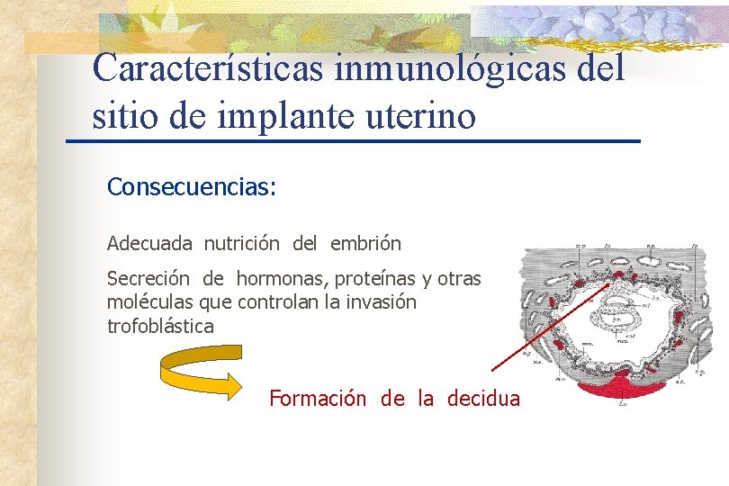 Características inmunológicas del sitio de implante uterino Consecuencias: Adecuada nutrición del embrión Secreción de