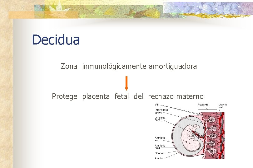 Decidua Zona inmunológicamente amortiguadora Protege placenta fetal del rechazo materno 