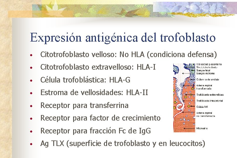 Expresión antigénica del trofoblasto • Citotrofoblasto velloso: No HLA (condiciona defensa) • Citotrofoblasto extravelloso: