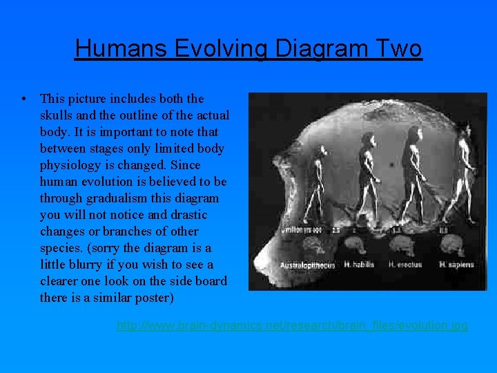 Humans Evolving Diagram Two • This picture includes both the skulls and the outline