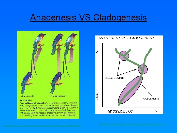 Anagenesis VS Cladogenesis http: //www. micro. utexas. edu/courses/levin/bio 304/evolution/phyletic. gif http: //rainbow. ldgo. columbia.