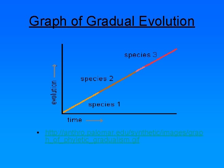 Graph of Gradual Evolution • http: //anthro. palomar. edu/synthetic/images/grap h_of_phyletic_gradualism. gif 