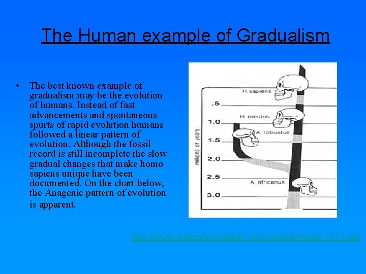 The Human example of Gradualism • The best known example of gradualism may be