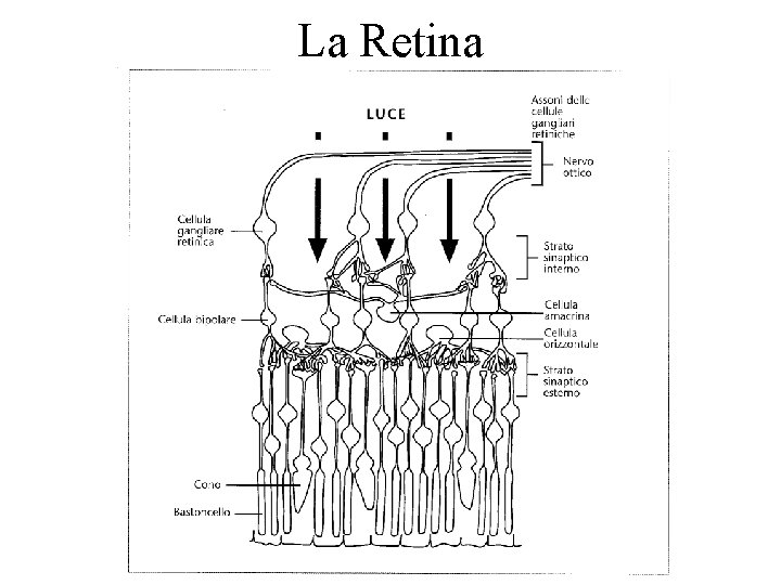 La Retina 