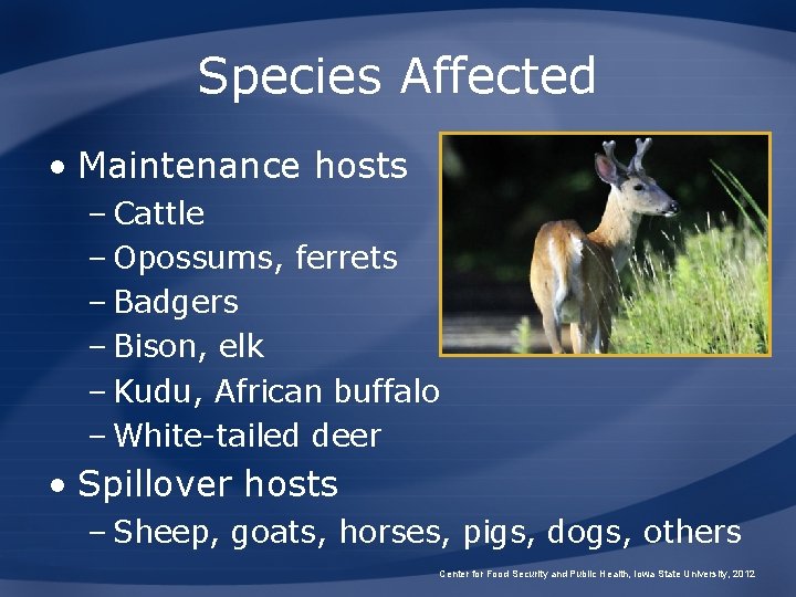 Species Affected • Maintenance hosts – Cattle – Opossums, ferrets – Badgers – Bison,