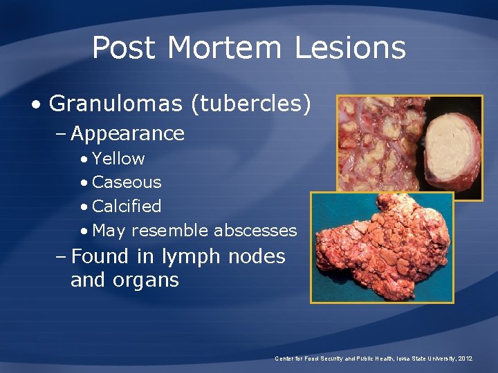 Post Mortem Lesions • Granulomas (tubercles) – Appearance • Yellow • Caseous • Calcified