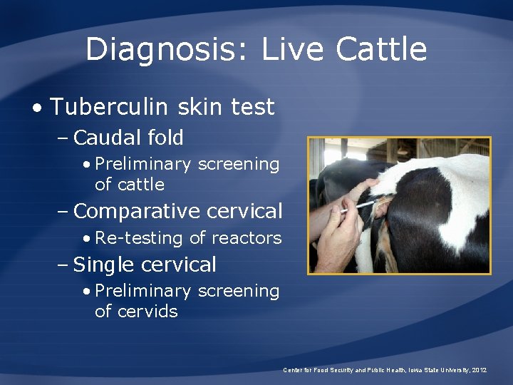 Diagnosis: Live Cattle • Tuberculin skin test – Caudal fold • Preliminary screening of