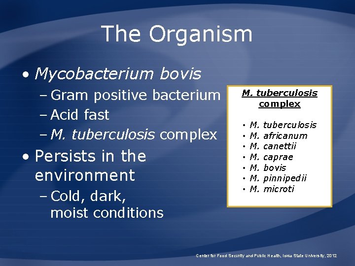 The Organism • Mycobacterium bovis – Gram positive bacterium – Acid fast – M.