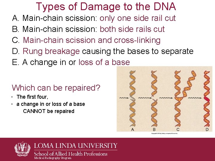 Types of Damage to the DNA A. Main-chain scission: only one side rail cut Types of Damage to the DNA A. Main-chain scission: only one side rail cut