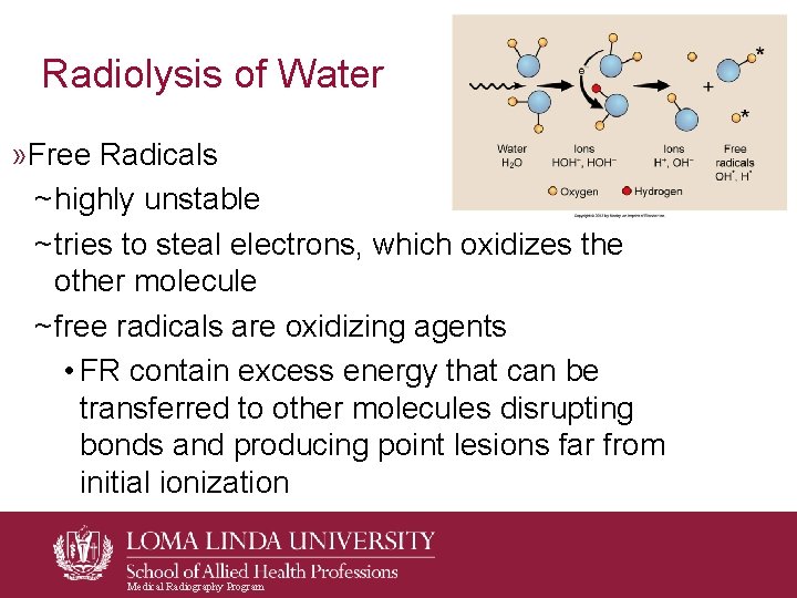 Radiolysis of Water » Free Radicals ~ highly unstable ~ tries to steal electrons, Radiolysis of Water » Free Radicals ~ highly unstable ~ tries to steal electrons,
