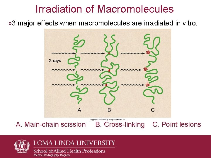 Irradiation of Macromolecules » 3 major effects when macromolecules are irradiated in vitro: A. Irradiation of Macromolecules » 3 major effects when macromolecules are irradiated in vitro: A.