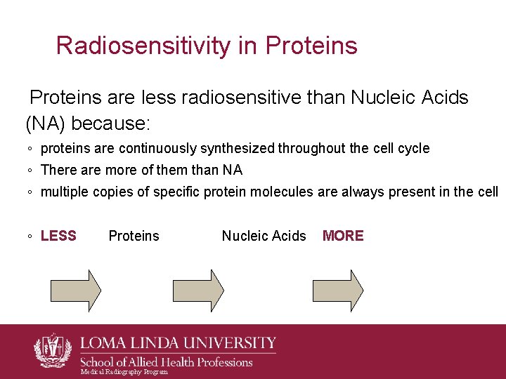 Radiosensitivity in Proteins are less radiosensitive than Nucleic Acids (NA) because: ◦ proteins are Radiosensitivity in Proteins are less radiosensitive than Nucleic Acids (NA) because: ◦ proteins are