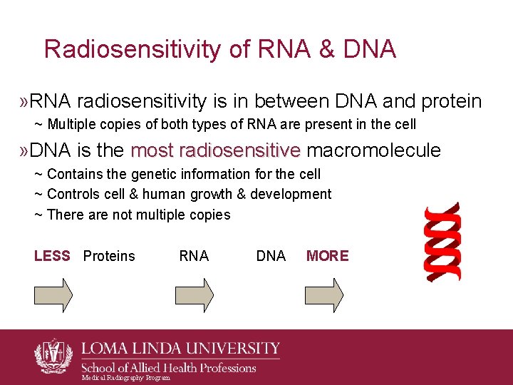Radiosensitivity of RNA & DNA » RNA radiosensitivity is in between DNA and protein Radiosensitivity of RNA & DNA » RNA radiosensitivity is in between DNA and protein