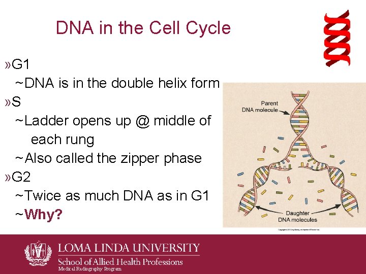 DNA in the Cell Cycle » G 1 ~ DNA is in the double DNA in the Cell Cycle » G 1 ~ DNA is in the double