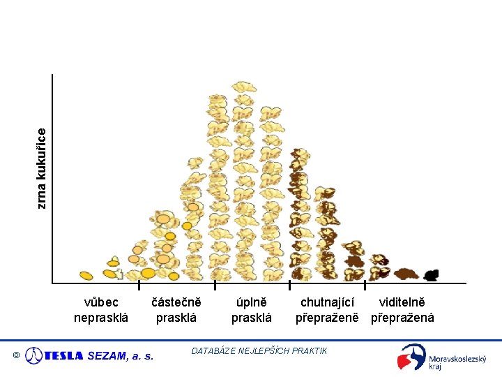 zrna kukuřice vůbec neprasklá © částečně prasklá úplně prasklá chutnající viditelně přepražená DATABÁZE NEJLEPŠÍCH