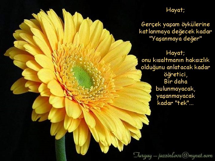 Hayat; Gerçek yaşam öykülerine katlanmaya değecek kadar "Yaşanmaya değer" Hayat; onu kısaltmanın haksızlık olduğunu