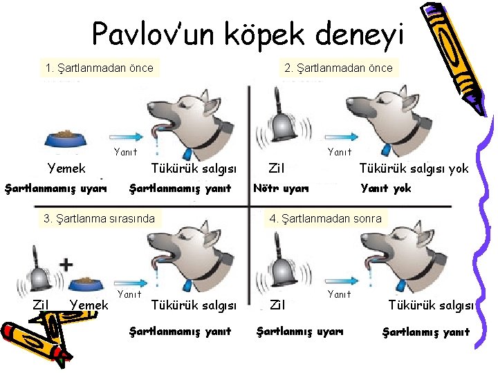 Pavlov’un köpek deneyi 1. Şartlanmadan önce 2. Şartlanmadan önce Yanıt Yemek Şartlanmamış uyarı Yanıt