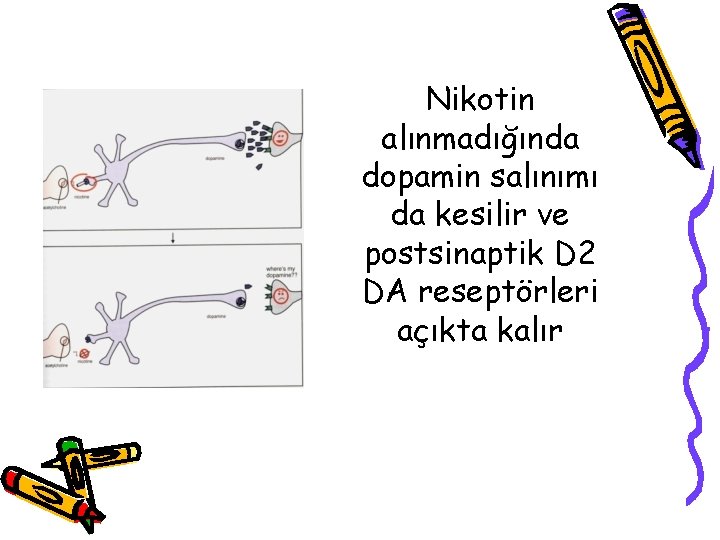 Nikotin alınmadığında dopamin salınımı da kesilir ve postsinaptik D 2 DA reseptörleri açıkta kalır