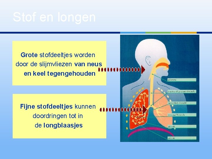 Stof en longen Grote stofdeeltjes worden door de slijmvliezen van neus en keel tegengehouden