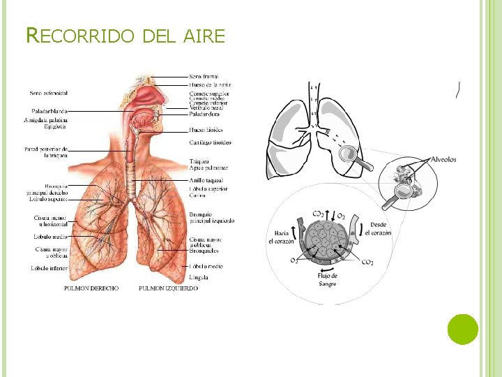 RECORRIDO DEL AIRE 