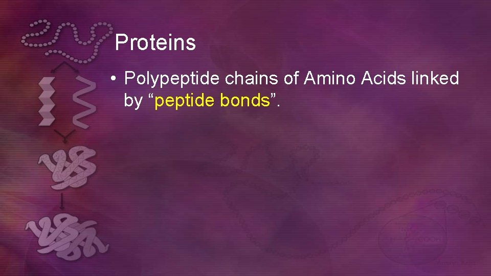 Proteins • Polypeptide chains of Amino Acids linked by “peptide bonds”.  Proteins • Polypeptide chains of Amino Acids linked by “peptide bonds”.