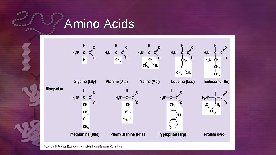 Amino Acids  Amino Acids
