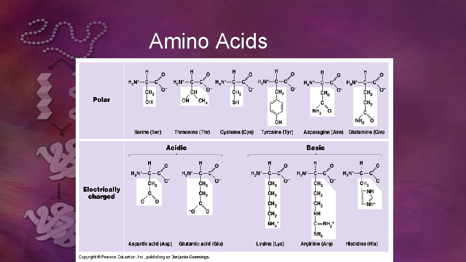 Amino Acids  Amino Acids