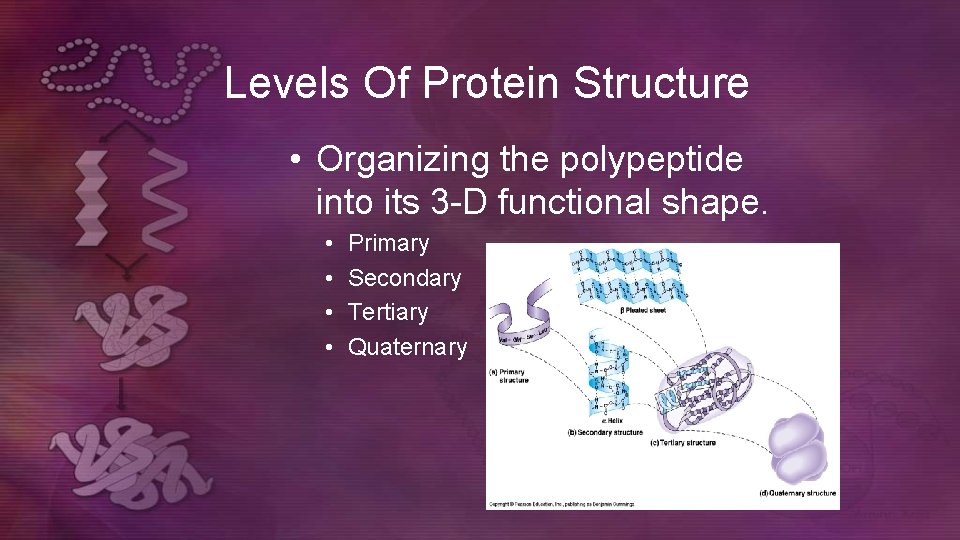 Levels Of Protein Structure • Organizing the polypeptide into its 3 -D functional shape. Levels Of Protein Structure • Organizing the polypeptide into its 3 -D functional shape.