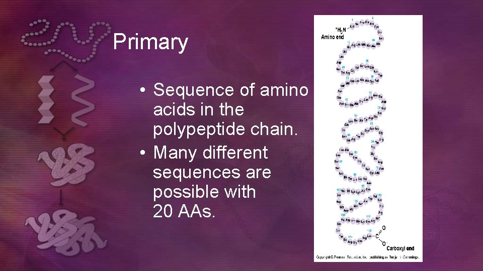 Primary • Sequence of amino acids in the polypeptide chain. • Many different sequences Primary • Sequence of amino acids in the polypeptide chain. • Many different sequences