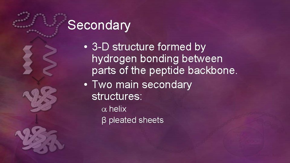 Secondary • 3 -D structure formed by hydrogen bonding between parts of the peptide Secondary • 3 -D structure formed by hydrogen bonding between parts of the peptide