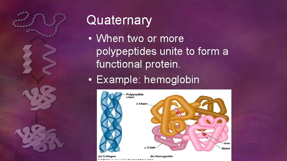 Quaternary • When two or more polypeptides unite to form a functional protein. • Quaternary • When two or more polypeptides unite to form a functional protein. •