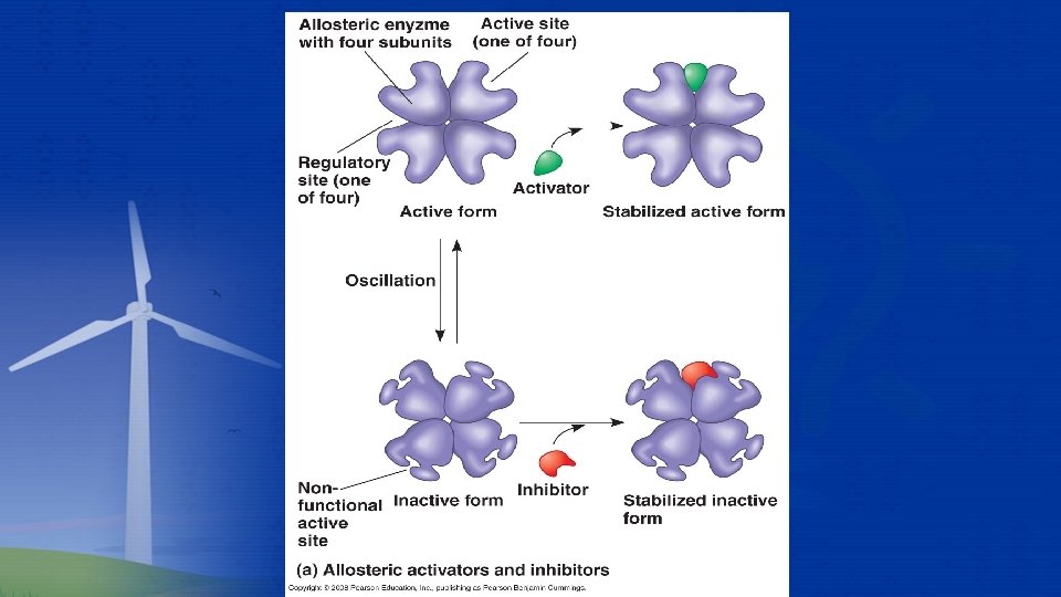 Allosteric Regulation  Allosteric Regulation