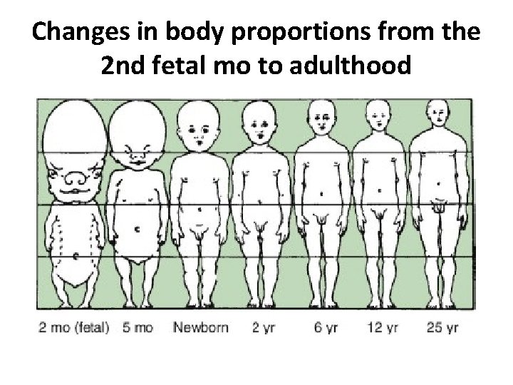 Changes in body proportions from the 2 nd fetal mo to adulthood 