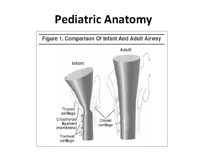 Pediatric Anatomy 