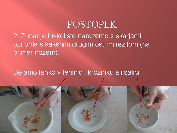 POSTOPEK 2. Zunanje luskoliste narežemo s škarjami, oziroma s kakšnim drugim ostrim rezilom (na