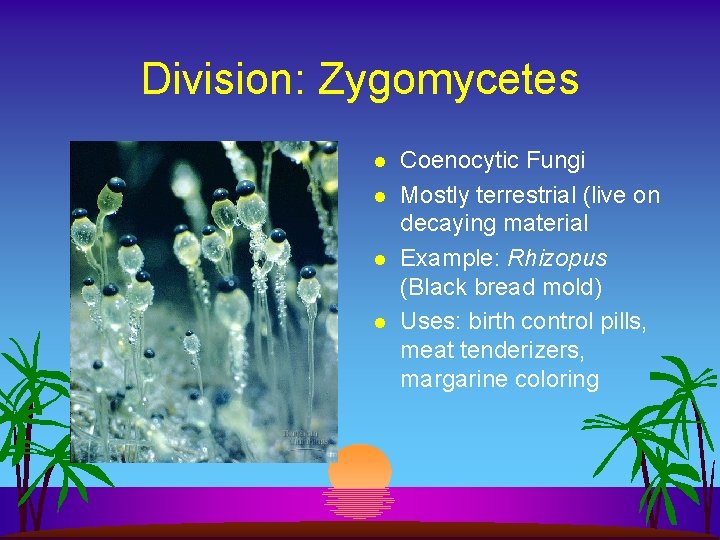 Division: Zygomycetes l l Coenocytic Fungi Mostly terrestrial (live on decaying material Example: Rhizopus