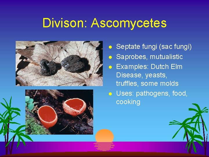 Divison: Ascomycetes l l Septate fungi (sac fungi) Saprobes, mutualistic Examples: Dutch Elm Disease,