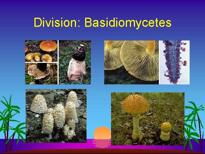 Division: Basidiomycetes 