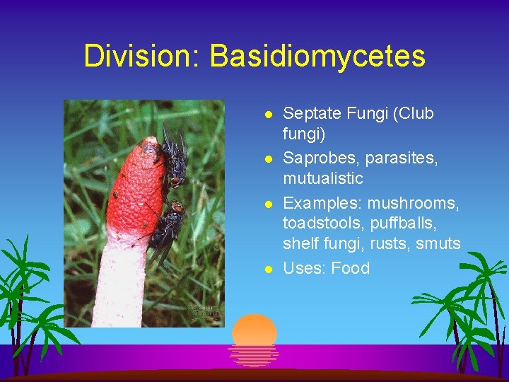 Division: Basidiomycetes l l Septate Fungi (Club fungi) Saprobes, parasites, mutualistic Examples: mushrooms, toadstools,