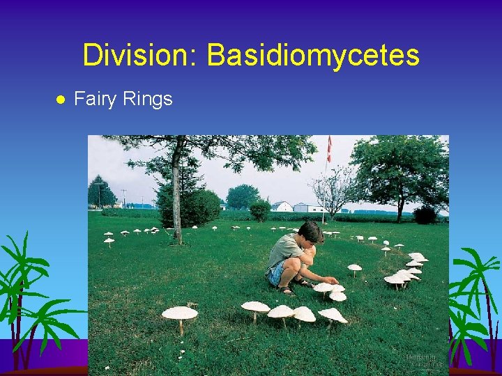 Division: Basidiomycetes l Fairy Rings 