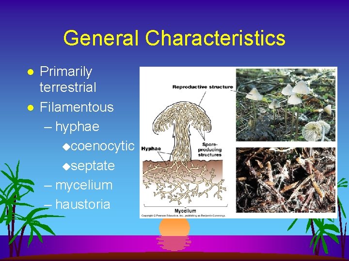 General Characteristics l l Primarily terrestrial Filamentous – hyphae ucoenocytic useptate – mycelium –